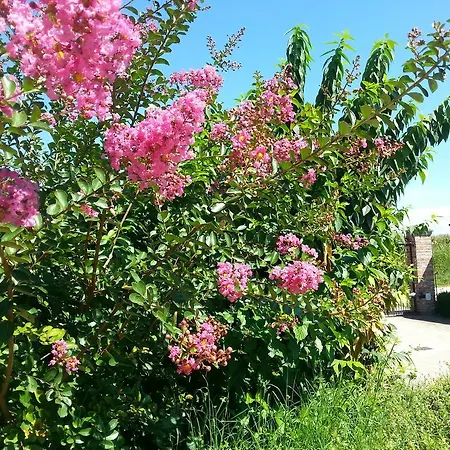 Bertaina Mauro Bed & Breakfast